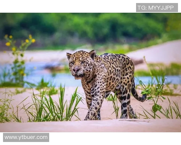 宾约哥与阿尔艾吉利达的精彩对决揭示足球战术与团队合作的魅力 宾约哥与阿尔艾吉利达的精彩对决揭示足球战术与团队合作的魅力